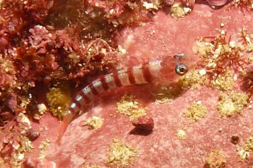 Blue eyed triplefin (Notoclinops segmenatus)