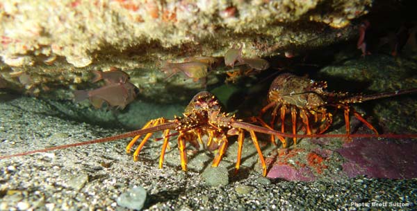 Red Rock Lobster 1