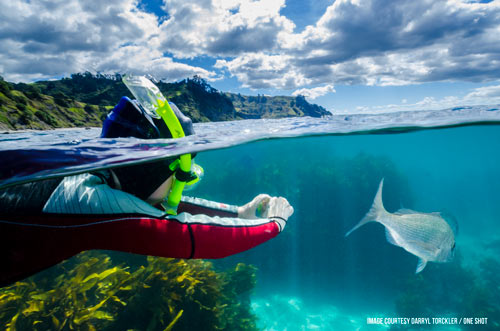 darryl torckler child snorkelling marine reserve