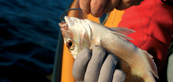 releasing fish